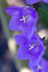 Glockenblume