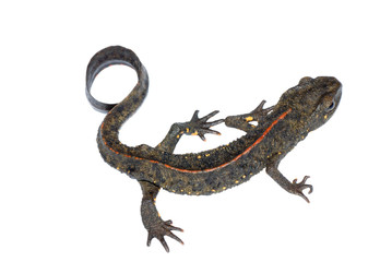 animal salamander