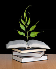 Tree seedling growing from an open book