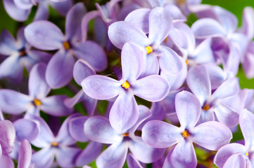 Fototapeta na wymiar lilac flower