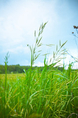 Grass against blue sky