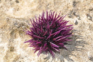 Strongylocentrotus purpuratus - Sea urchin