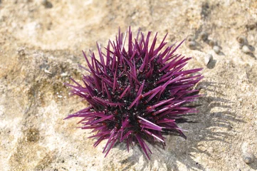 Keuken spatwand met foto Strongylocentrotus purpuratus - Sea urchin © grafffik