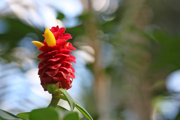 Red Tropical Flower With Yellow Fruits