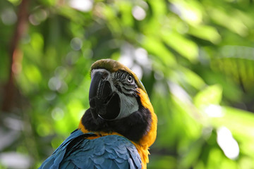 Blue And Yellow Parrot Twists Its Neck