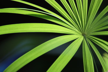 Tropical Green Palm Exposes Its Leaves