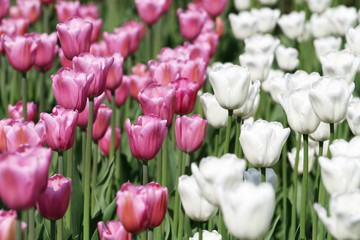 White and pink blooming tulips
