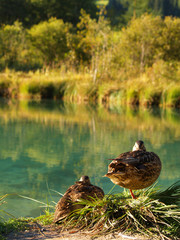 Ducks by the pond