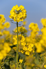 Champ de fleurs de colza oléagineux