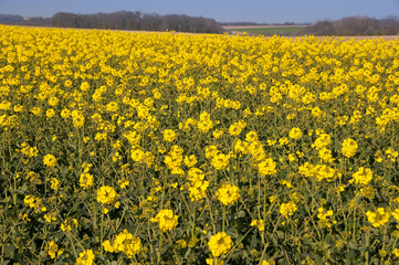 Champ de fleurs de colza oléagineux
