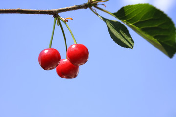 Спелая вишня