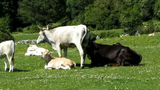 Cows Mountain