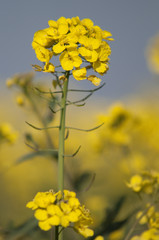Champ de fleurs de colza oléagineux
