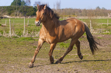 Fototapeta premium Etalon Henson nerveux en pâture dans le Marquenterre (Baie de So
