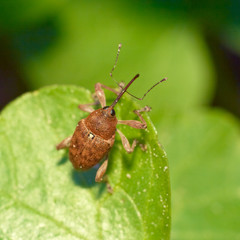 Beetle weevil (Curculia nucum) sitting on a leaf. Extreme close-