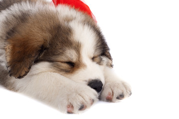 Obraz premium sleeping bucovinean shepard