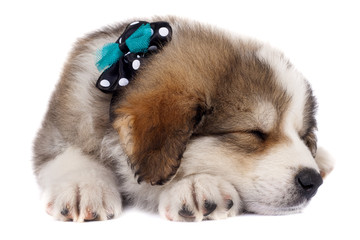 sleeping puppy