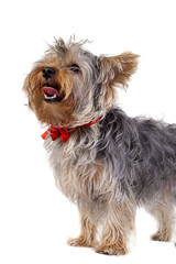 Yorkshire Terrier panting