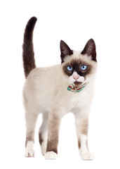 Obraz premium Siamese cat standing