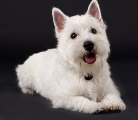 West Highland White Terrier