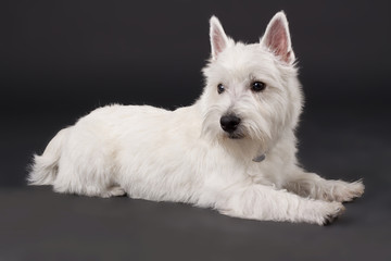 West Highland White Terrier