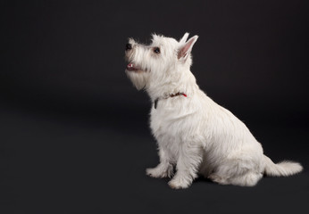 westie looking at something