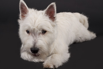 West Highland Terrier