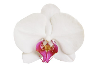 Fototapeta na wymiar Close up white orchid on a white background