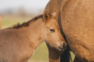 Jument Henson et son poulain dans le Marquenterre en Baie de Som
