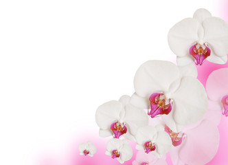Fototapeta na wymiar Pink frame with orchids
