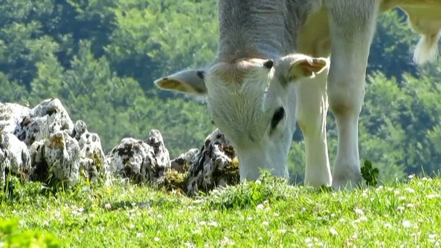 Calf Mountain