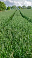 Obraz premium Fahrspuren im Getreidefeld