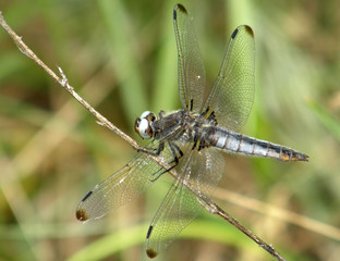 dragonfly on a flower