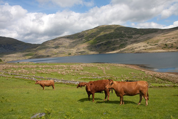 Views around Cwmystradllyn