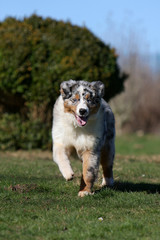 berger australien merle en mouvement de face