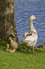 Familia de ocas