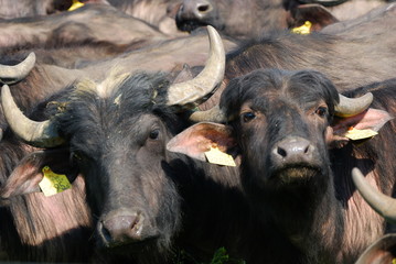 Water buffalo herd, Hortobagy National Park, Hungary