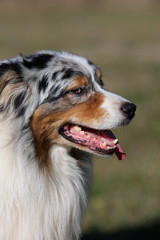 portrait de profil du berger australien merle