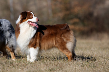 Berger australien rouge et blanc  immobile de profil
