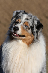 Magnifique Australian Shepherd merle en gros plan