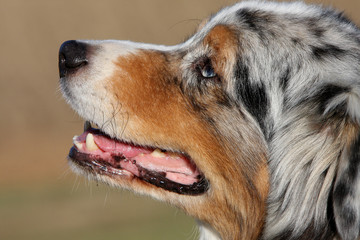 portrait  du berger australien merle immobile de profil