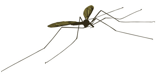 mosquito