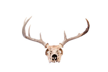 Whitetail Buck Skull