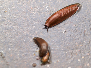 Rote Wegschnecke