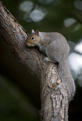 Naklejka na ściany i meble Grey Squirrel (Sciurua carolinensis)