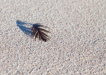 Closeup of a feather and shadow on a grainy sand beach