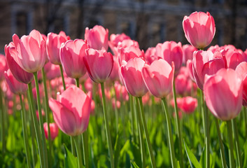 City flowers in the spring