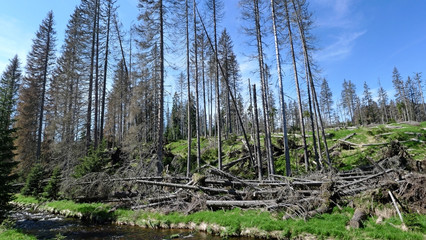 pollution - dead forest
