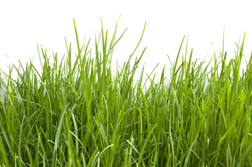 Young  grass