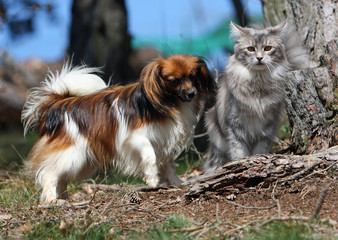 un épagneul phalène et un chat à la campagne - entente